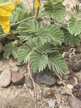 Plancia ëd Hoffmannseggia repens (Eastw.) Cockerell