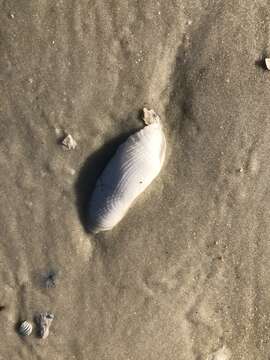 Image of Atlantic mud piddock