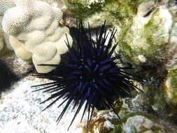 Image of Diadema urchin