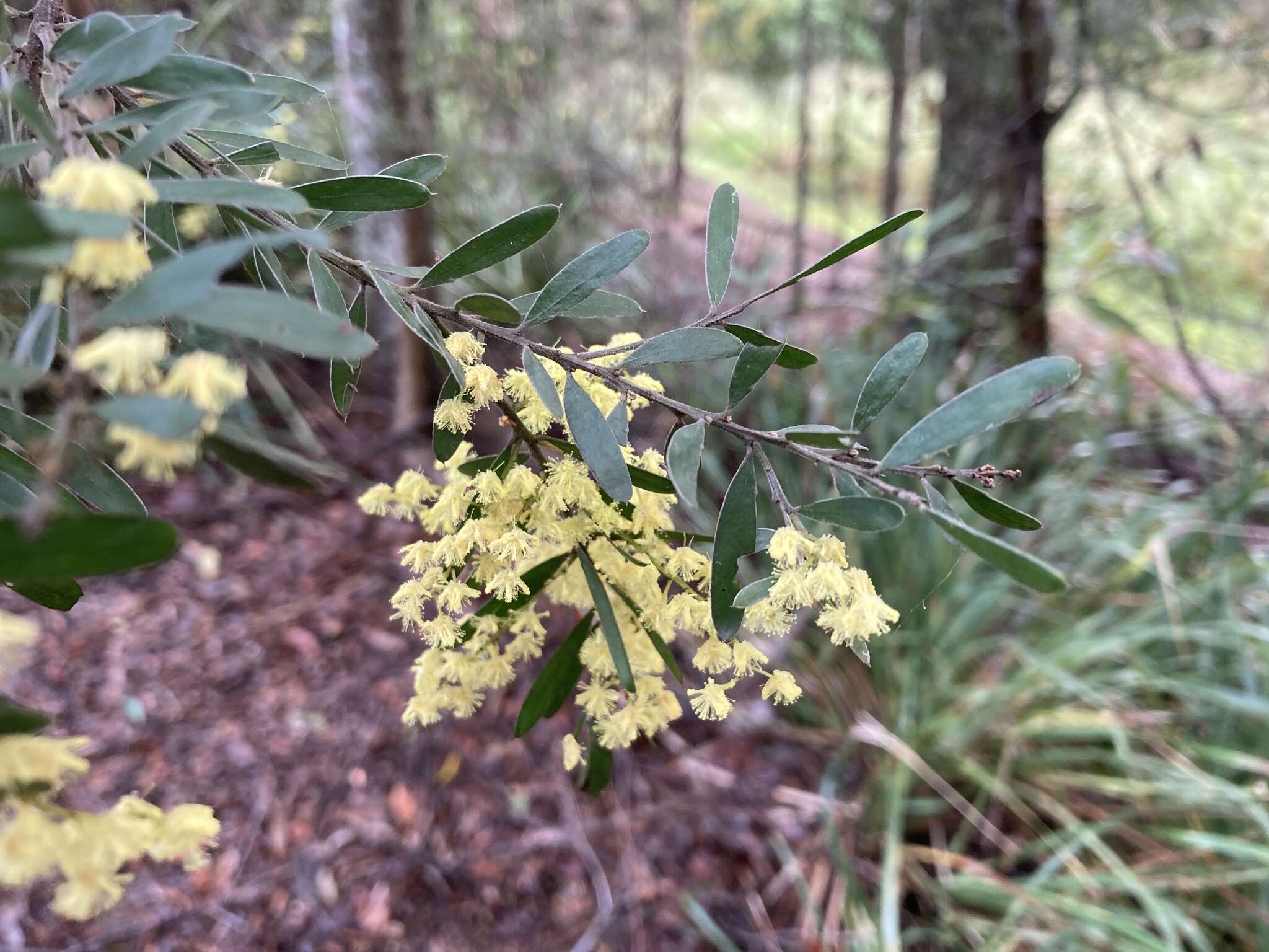 Imagem de Acacia fimbriata A. Cunn. ex G. Don