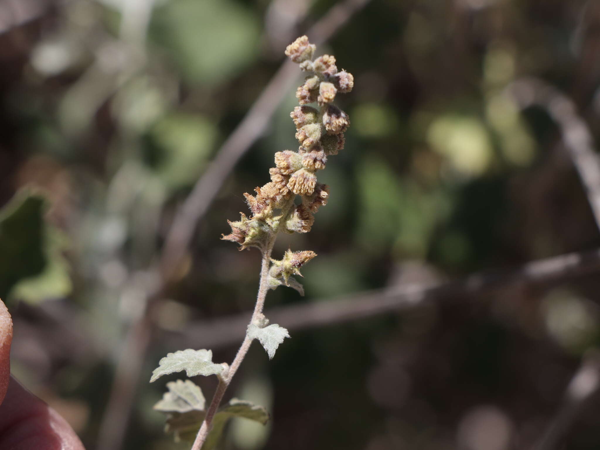 Image of Tucson bur ragweed