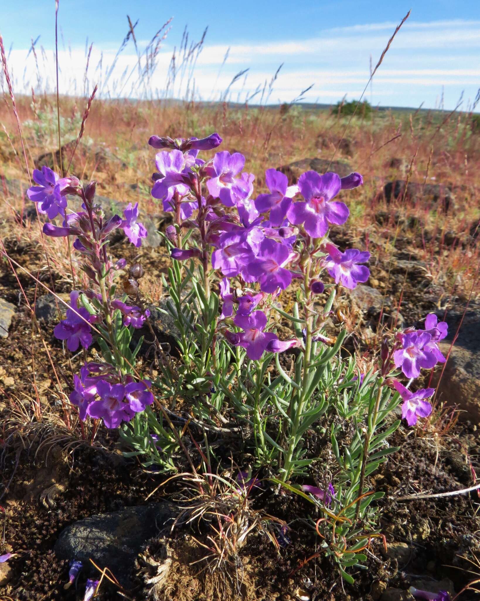 Image of Gairdner's beardtongue