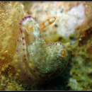 Image of Hypselodoris skyleri Gosliner & R. F. Johnson 2018