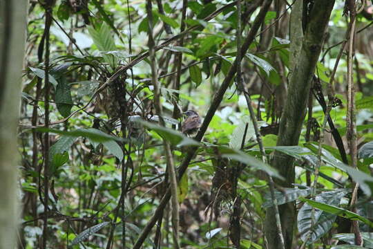 Image of Ash-throated Gnateater