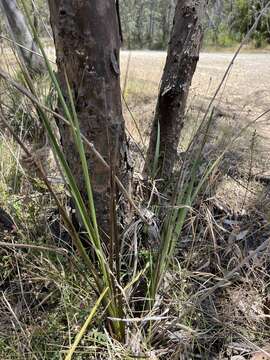 Image of Dianella tarda Horsfall & G. W. Carr