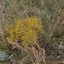 Image of Ferula caspica Bieb.