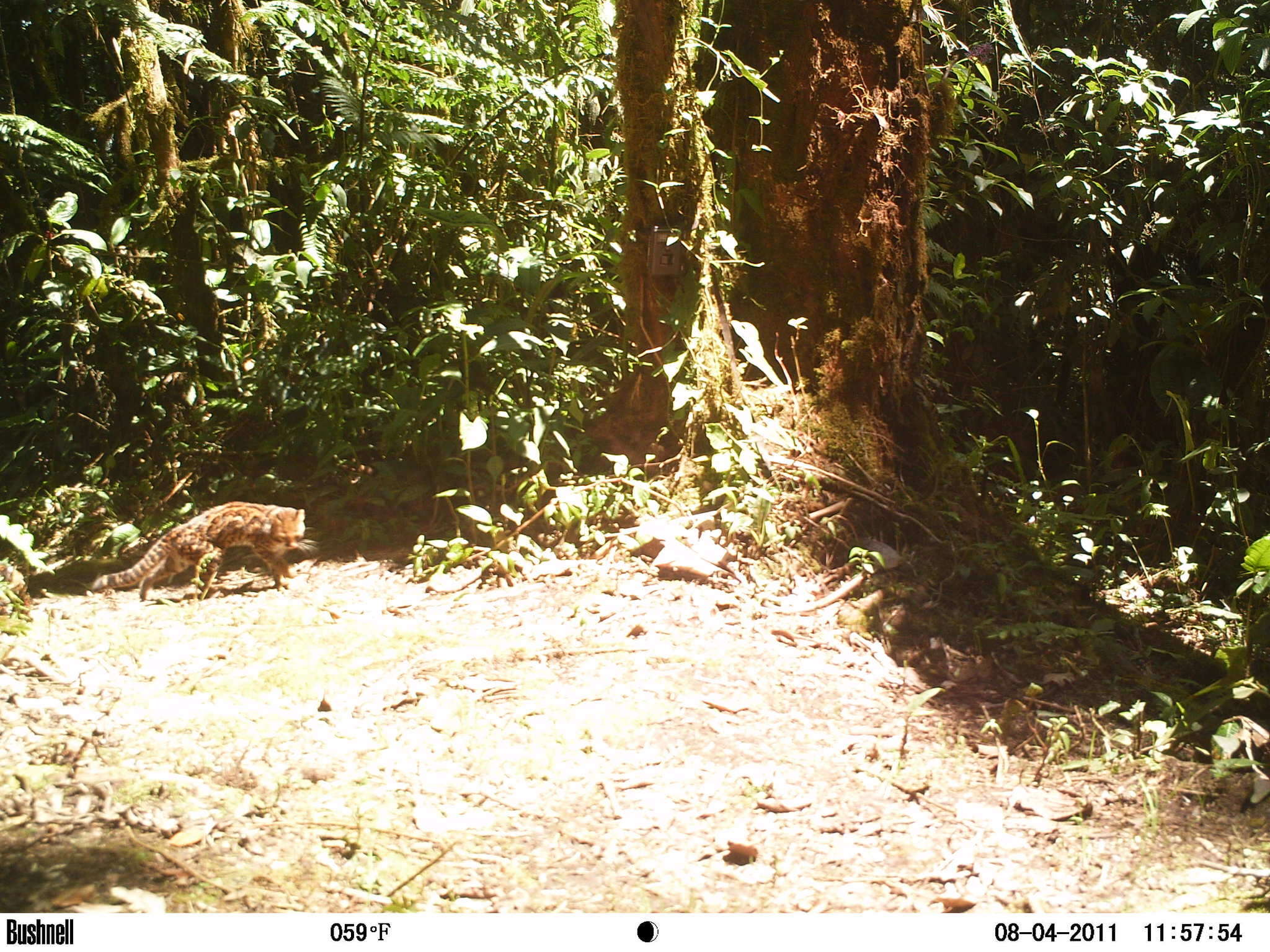 Image of little spotted cat