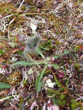 صورة Hieracium alpinum L.