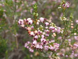 Image of heather