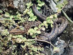 Image of Orange-bellied Racer