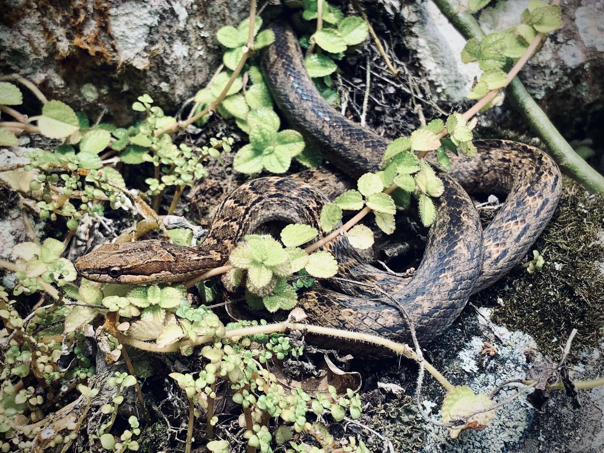 Image of Orange-bellied Racer