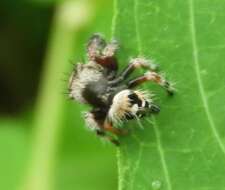 Sivun Phidippus maddisoni Edwards 2004 kuva