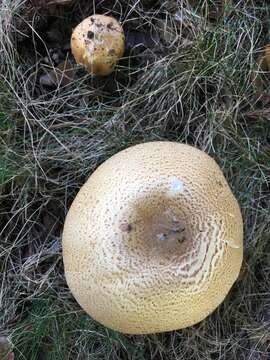 Image of Agaricus nanaugustus Kerrigan 2016