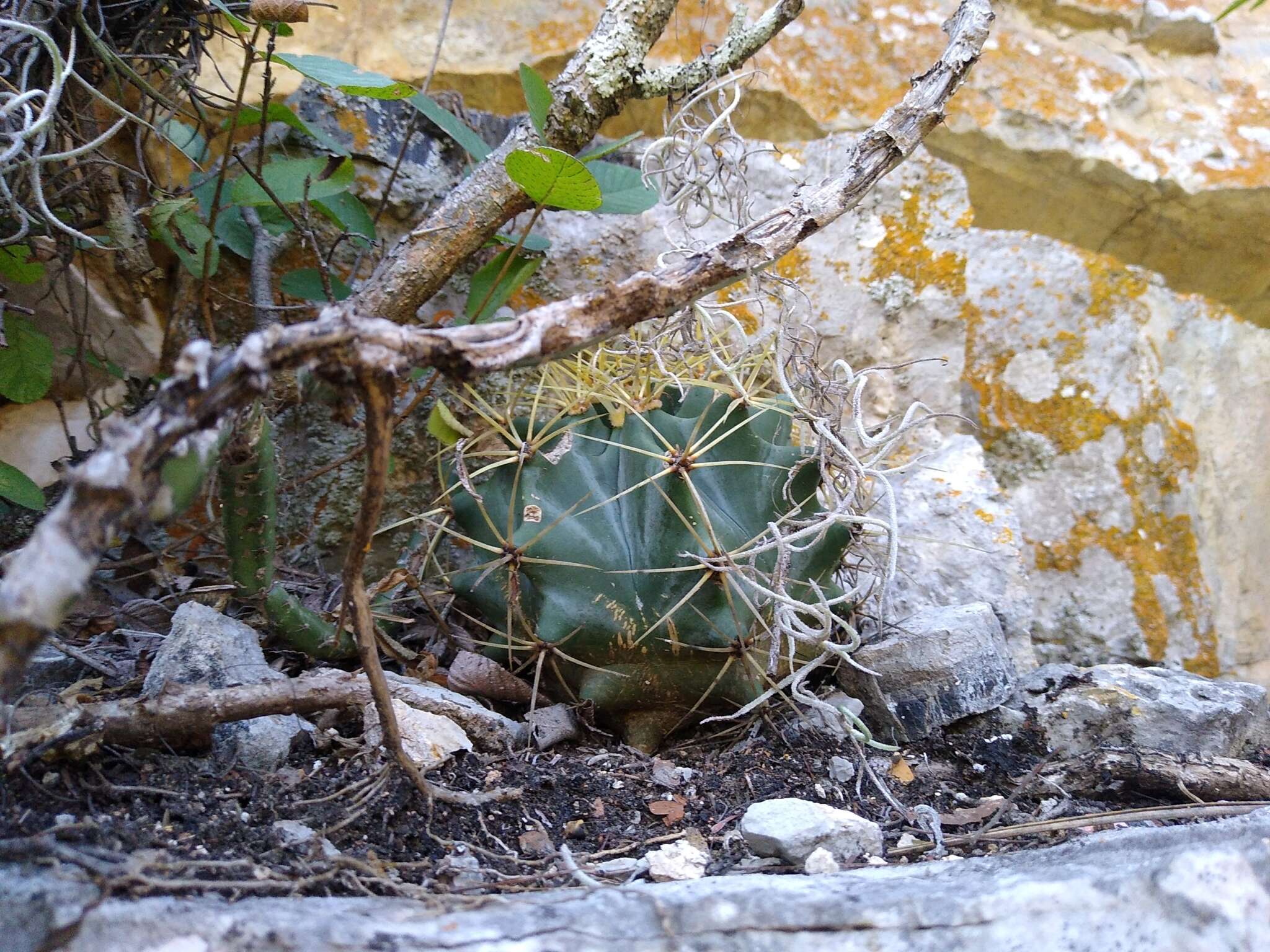 Ferocactus glaucescens (DC.) Britton & Rose resmi