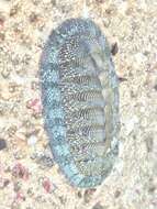 Image of West Indian green chiton