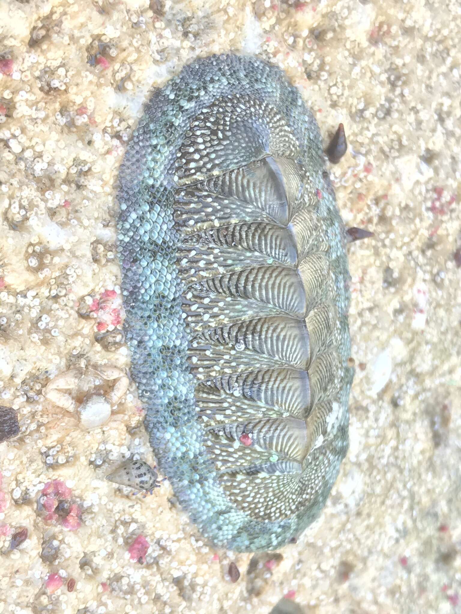 Image of West Indian green chiton