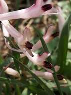 Image of Corydalis schanginii (Pall.) B. Fedtsch.