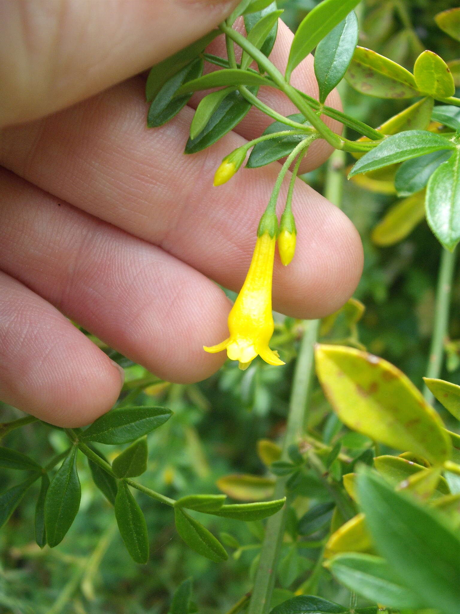 Image of Chrysojasminum humile (L.) Banfi