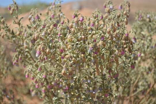 Image of Hermannia gariepina Eckl. & Zeyh.