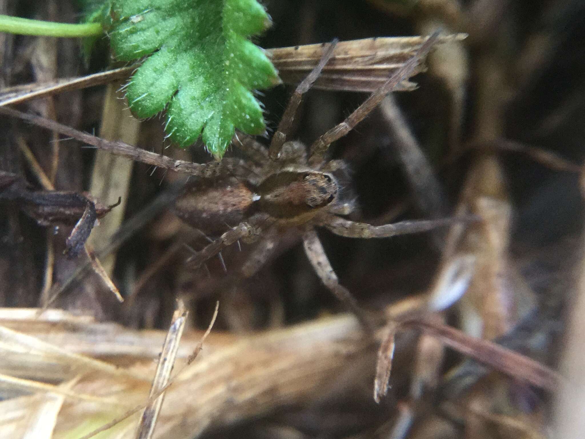 Image of Shore spider