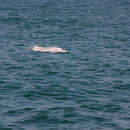 Image of Taiwanese humpback dolphin