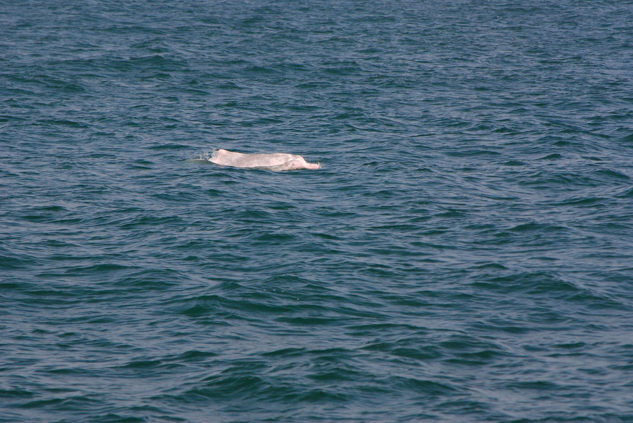 Image of Taiwanese humpback dolphin