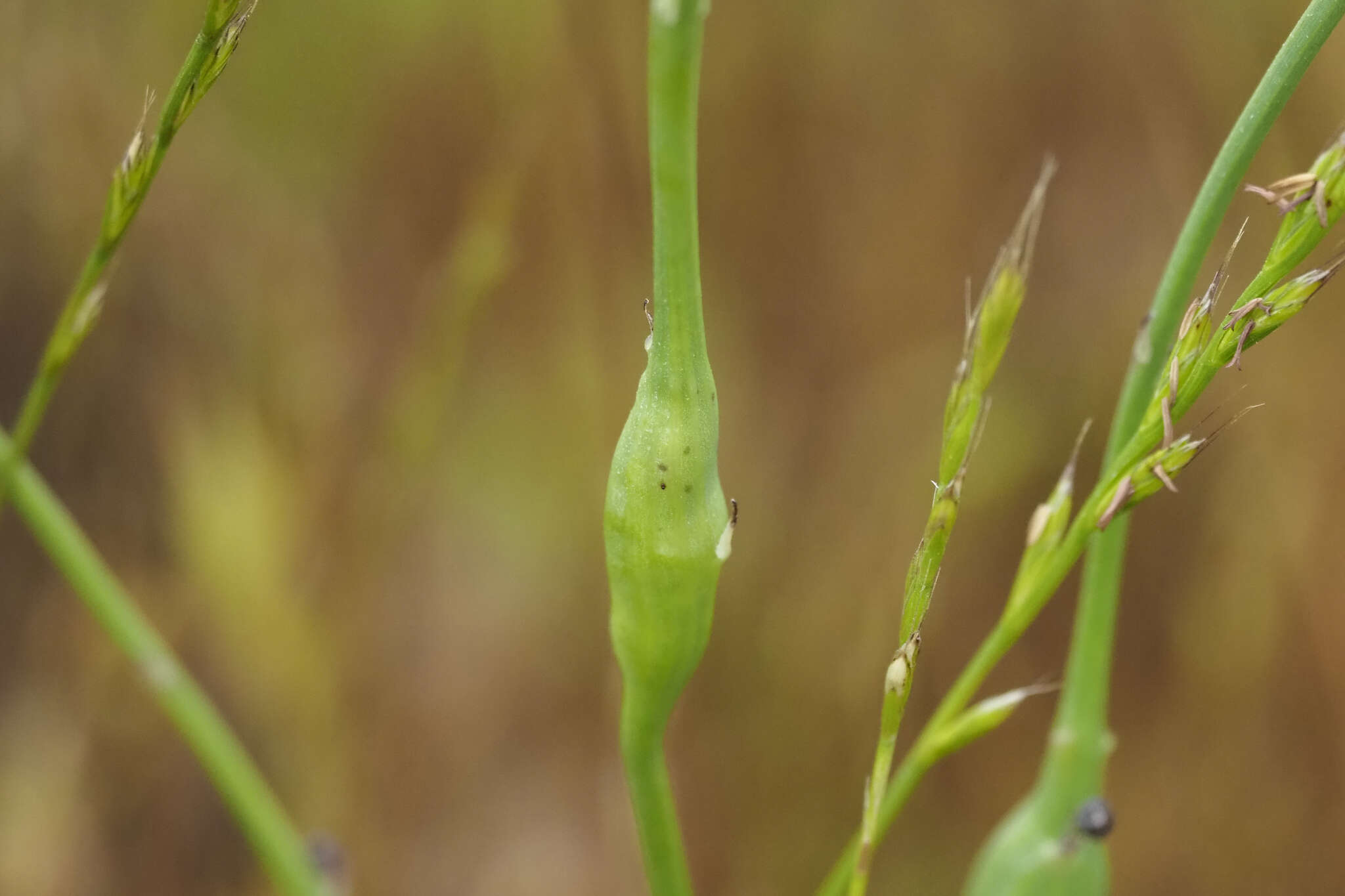 Image of Gall wasp