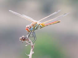 Image of Red-veined Darter