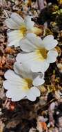 Image of Euphrasia townsonii Petrie