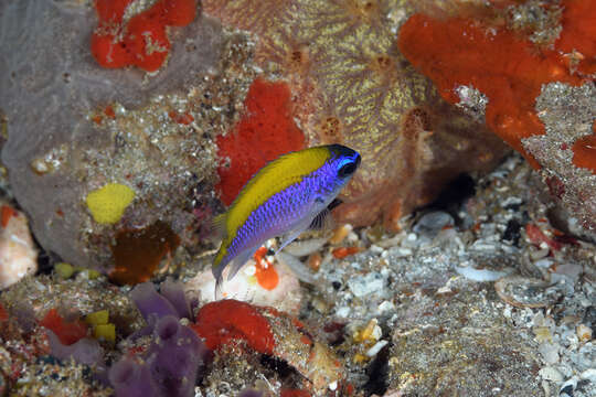 Image of Olive Chromis