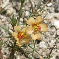 Image of shrubby purslane