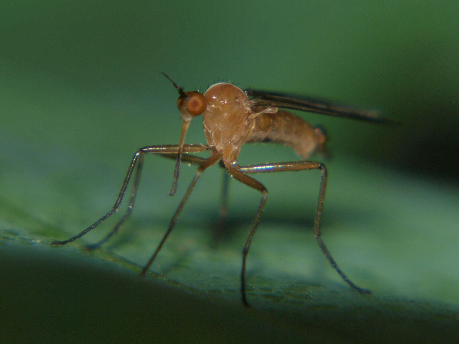 Image of Empis lutea Meigen 1804