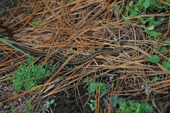 Image of Longtail Alpine Garter Snake