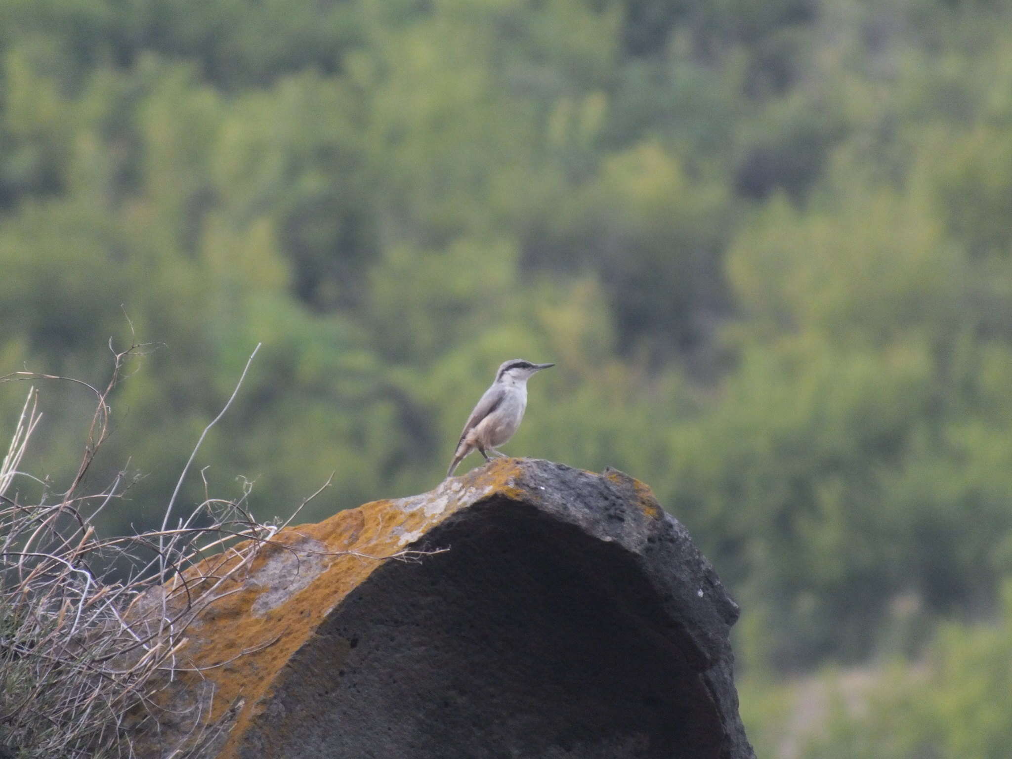 Image de Sittelle de Neumayer