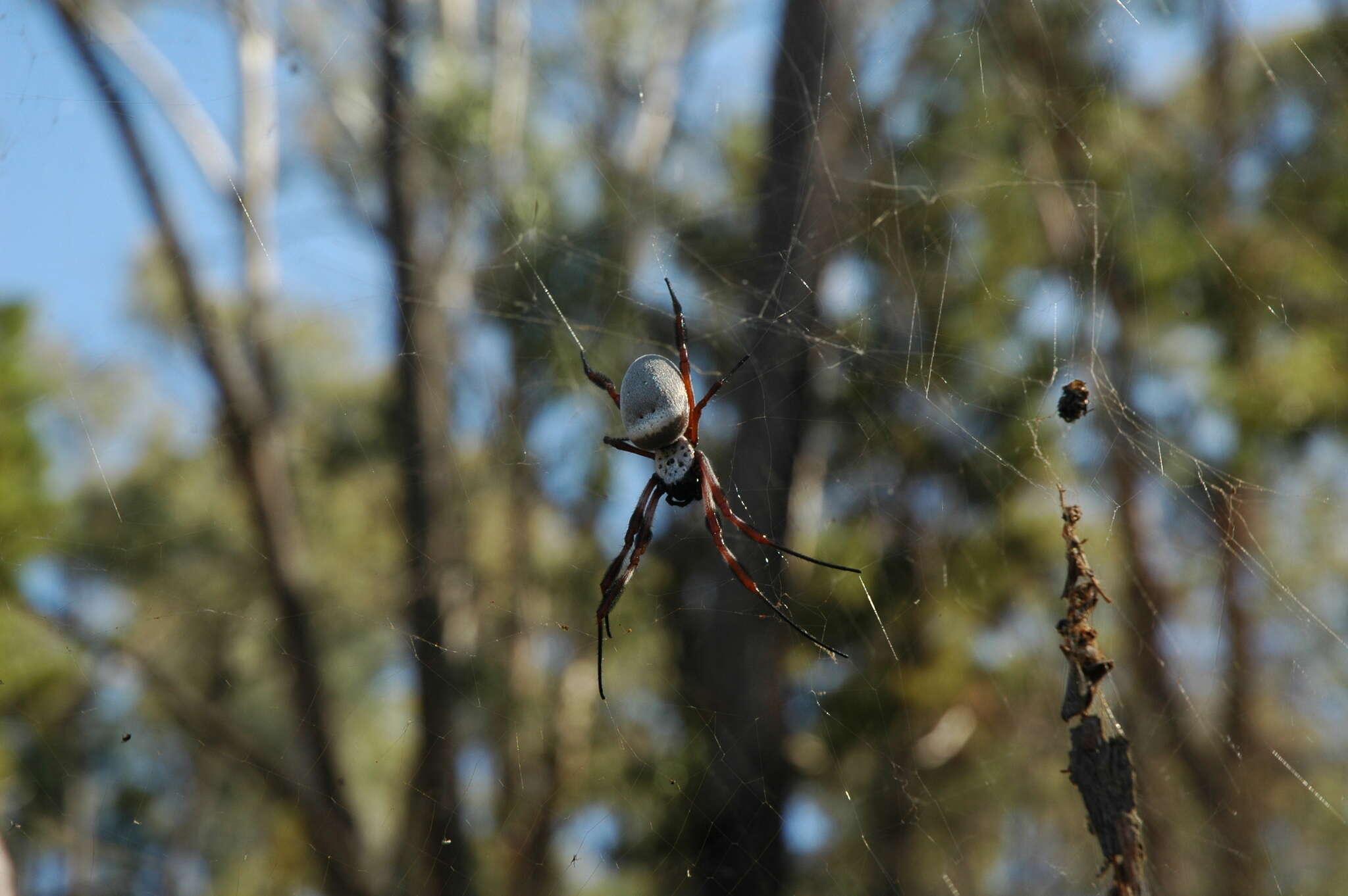 صورة Trichonephila edulis (Labillardière 1799)