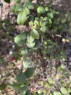 Image of island gooseberry