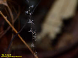 Imagem de Sciaphila alba Tsukaya & Suetsugu