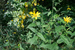 صورة Helianthus divaricatus L.