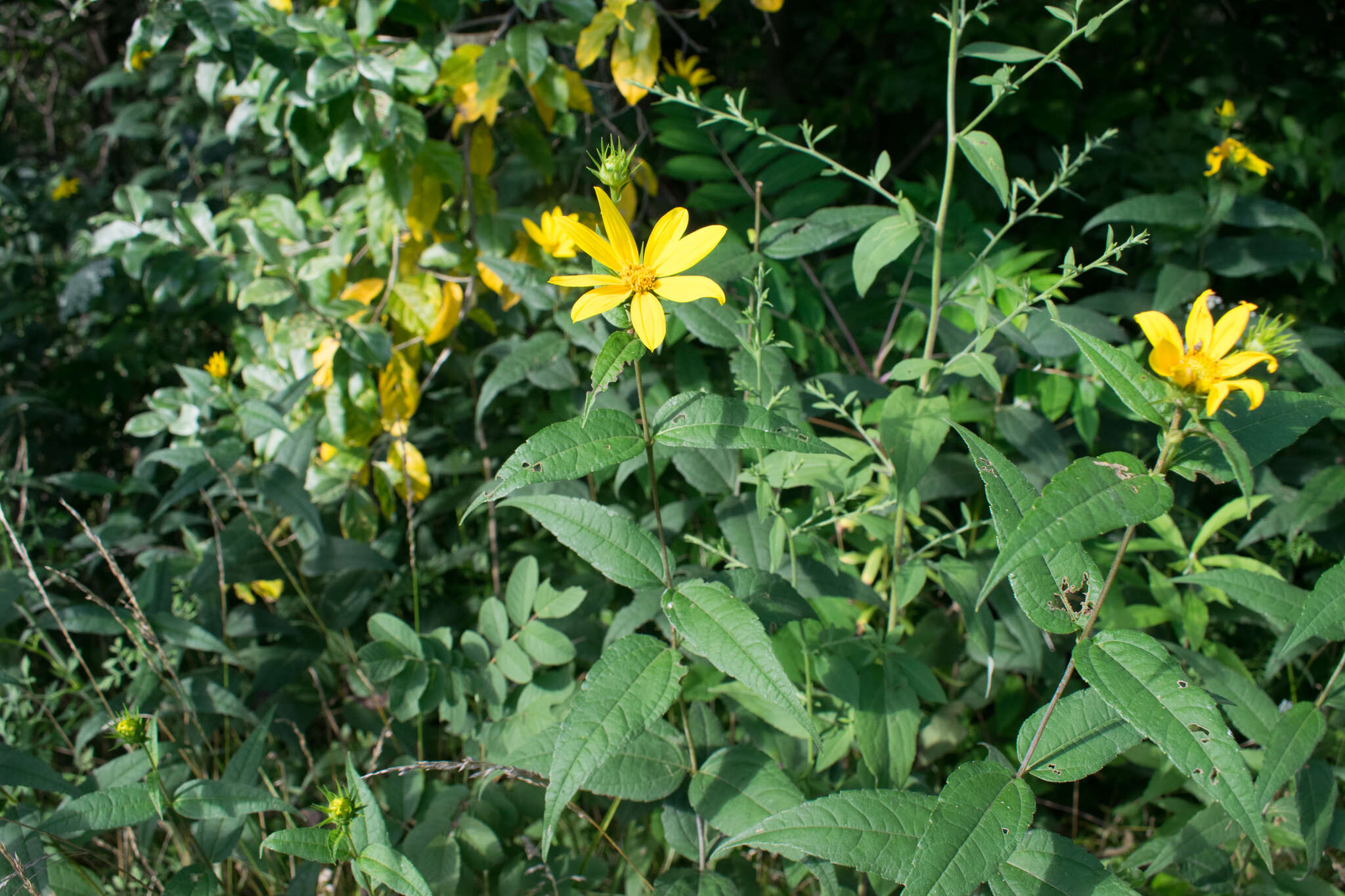 صورة Helianthus divaricatus L.