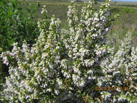 Image of Erica simulans Dulfer