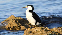 Image of Phalacrocorax varius hypoleucos (Brandt & JF 1837)