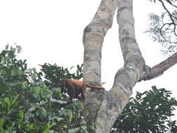 Image of Colombian Red Howler Monkey