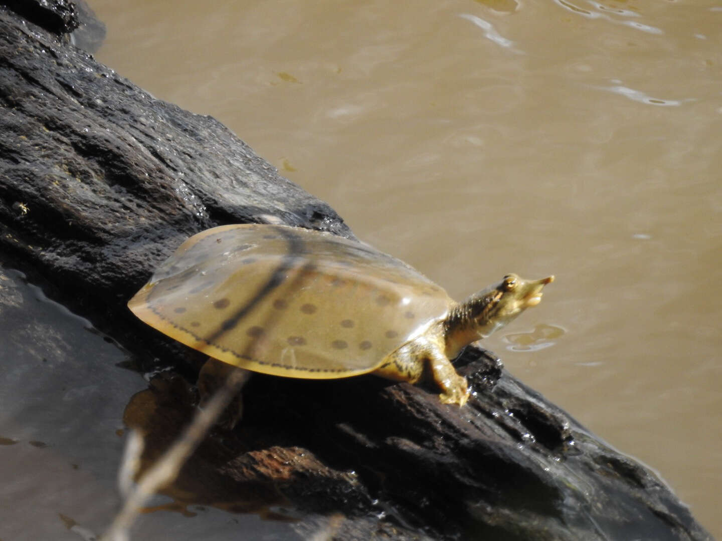 Image of Apalone mutica calvata (Webb 1959)