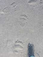 Image of Kamchatka brown bear