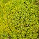 Image of recurved brotherella moss