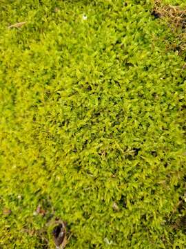 Image of recurved brotherella moss