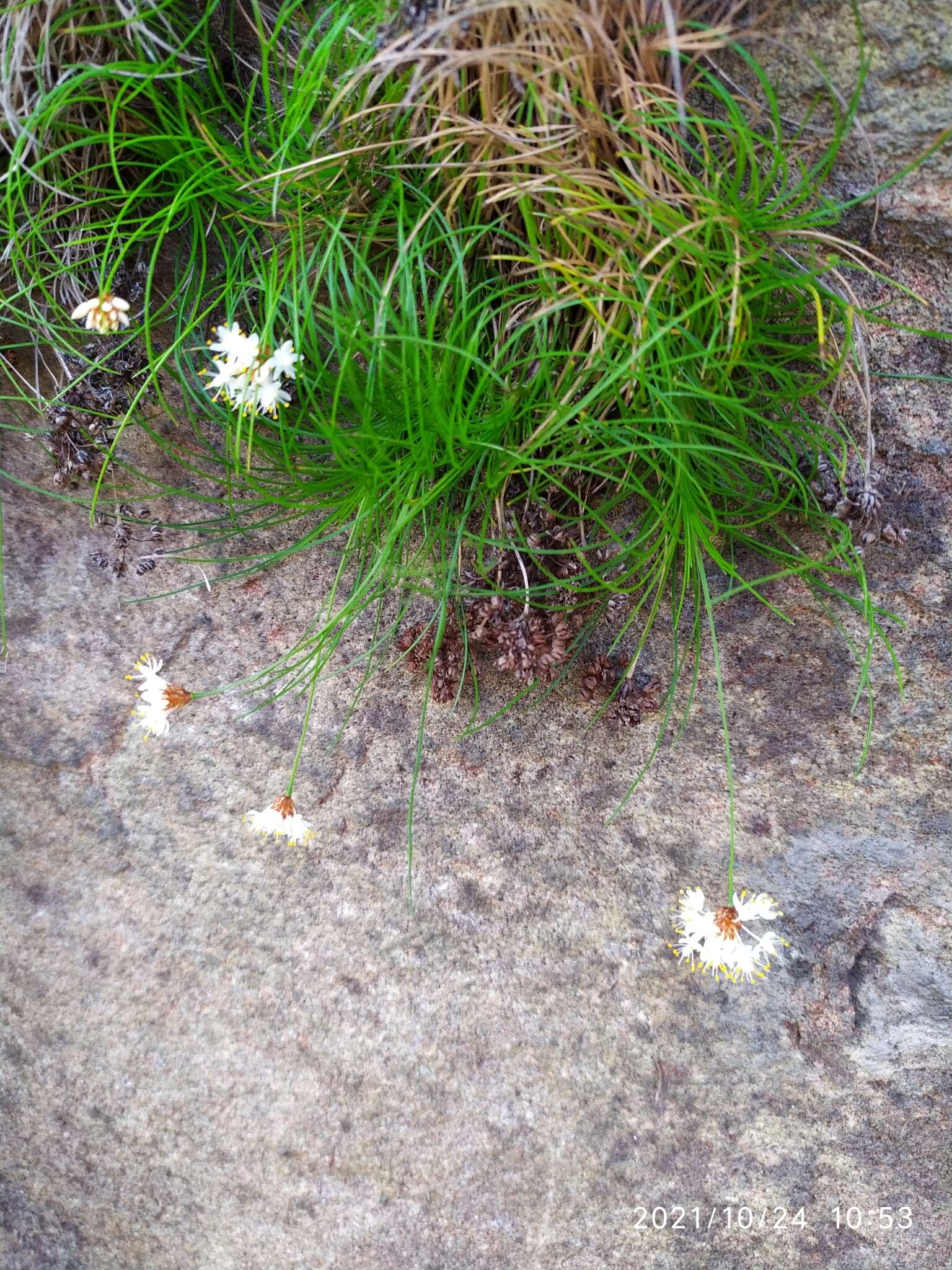 Image of Alania cunninghamii Steud.