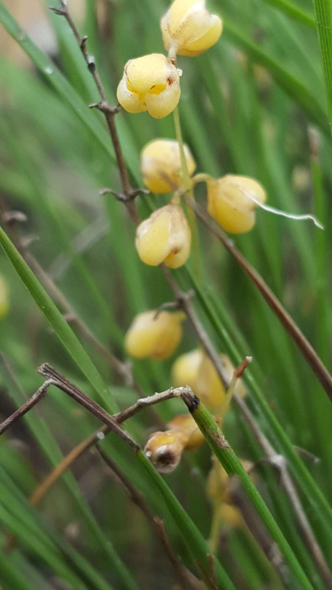 Image of Lomandra brevis A. T. Lee