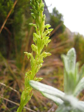 Imagem de Habenaria attenuata Hook. fil.