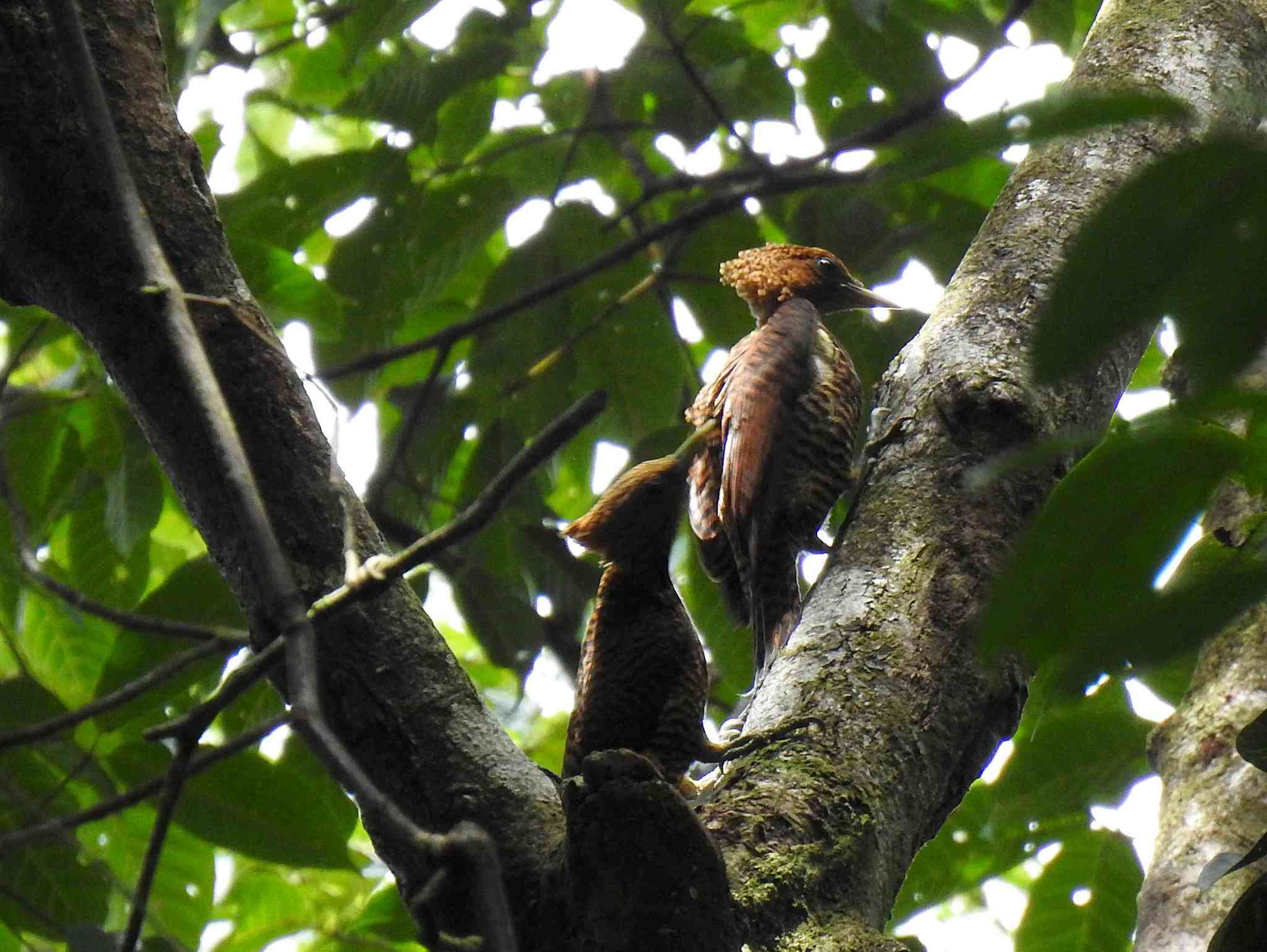 Image of Waved Woodpecker